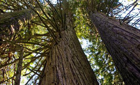 Giant Cedar's